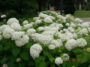 hortensja_drzewi_5028edb32f896.jpg