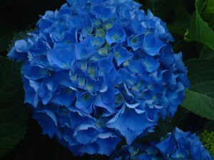 Hortensja ogrodowa niebieska (Hydrangea macrophylla) Nikko Blue zdjęcie 1