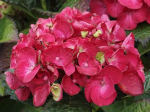 Hortensja ogrodowa (Hydrangea macrophylla) Red Baron zdjęcie 1