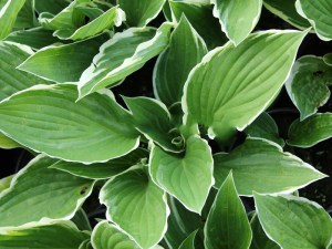 Funkia (Hosta) Francee sadzonka zdjęcie 8