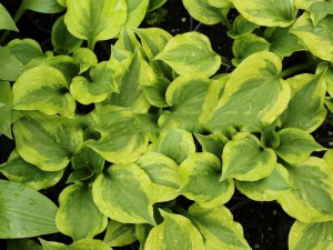Funkia (Hosta) Grand Tiara zdjęcie 6
