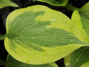 Funkia (Hosta) Grand Tiara zdjęcie 7