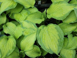Funkia (Hosta) Summer Serenade sadzonka zdjęcie 2