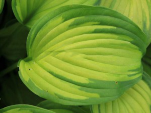 Funkia (Hosta) Summer Serenade sadzonka zdjęcie 3