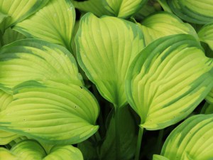 Funkia (Hosta) Summer Serenade sadzonka zdjęcie 4