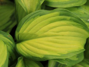 Funkia (Hosta) Summer Serenade sadzonka zdjęcie 5