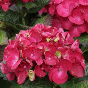 Hortensja ogrodowa (Hydrangea) Hot Red c3 zdjęcie 1