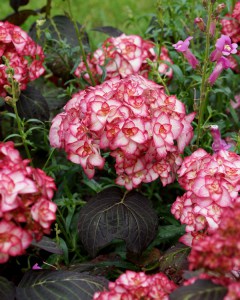 Hortensja ogrodowa (Hydrangea) Miss Saori c3 zdjęcie 4
