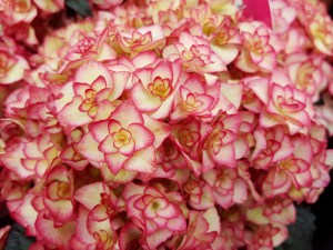 Hortensja ogrodowa (Hydrangea) Miss Saori c3 zdjęcie 6