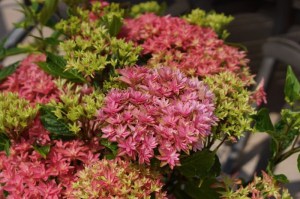 Hortensja ogrodowa (Hydrangea) Princess Diana c3 zdjęcie 2