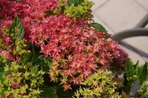 Hortensja ogrodowa (Hydrangea) Princess Diana c3 zdjęcie 3