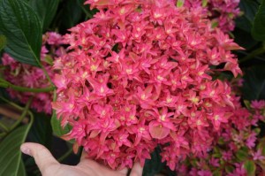 Hortensja ogrodowa (Hydrangea) Princess Diana c3 zdjęcie 4