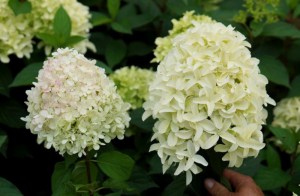 Hortensja bukietowa (Hydrangea) Skyfall c3 zdjęcie 2
