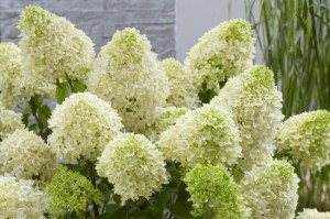 Hortensja bukietowa (Hydrangea) Skyfall c3 zdjęcie 3