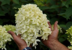 Hortensja bukietowa (Hydrangea) Skyfall c3 zdjęcie 4