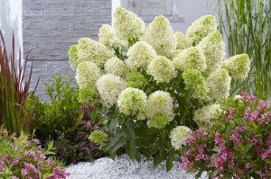 Hortensja bukietowa (Hydrangea) Skyfall c3 zdjęcie 6