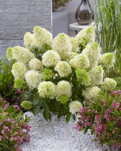 Hortensja bukietowa (Hydrangea) Skyfall c3 zdjęcie 5