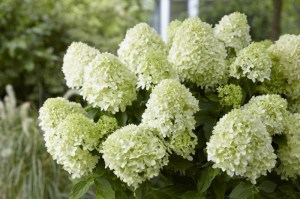 Hortensja bukietowa (Hydrangea) Little Spooky c3 zdjęcie 3