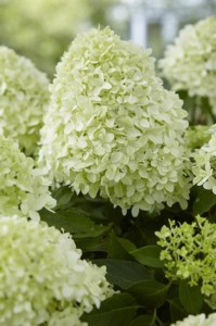 Hortensja bukietowa (Hydrangea) Little Spooky c3 zdjęcie 2