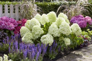 Hortensja bukietowa (Hydrangea) Little Spooky c3 zdjęcie 6
