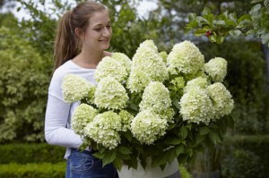 Hortensja bukietowa (Hydrangea) Little Spooky c3 zdjęcie 7