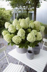 Hortensja bukietowa (Hydrangea) Little Spooky c3 zdjęcie 8
