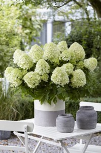 Hortensja bukietowa (Hydrangea) Little Spooky c3 zdjęcie 1