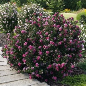 Ketmia syryjska (Hibiscus syriacus) Duc de Brabant c2 zdjęcie 3