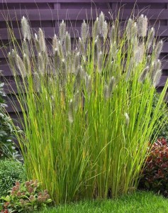 Trawa rozplenica japońska piórkówka (Pennisetum) Magic zdjęcie 1