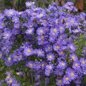Aster nowobelgijski (Aster novi-belgii) Island Barbados zdjęcie 1