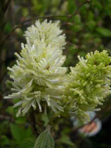 Fothergilla pośrednia (Fothergilla intermedia) Blue Shadow zdjęcie 5