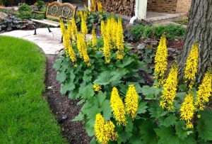 Języczka (Ligularia) Little Rocket 1