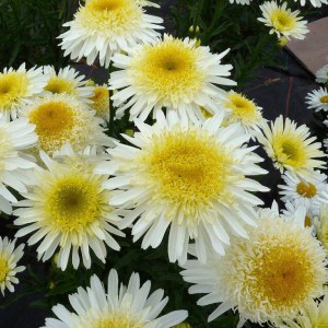 Jastrun (Leucanthemum) Real Glory 1