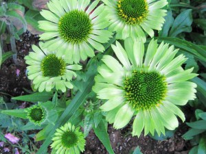 Jeżówka purpurowa (Echinacea) Green Jewel zdjęcie 1