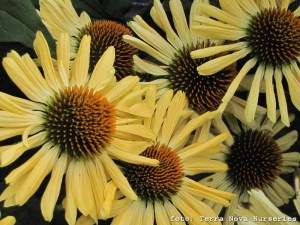 Jeżówka purpurowa (Echinacea) Aloha zdjęcie 1