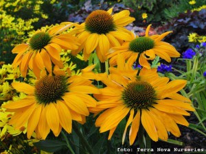 Jeżówka purpurowa (Echinacea) Leilani zdjęcie 1