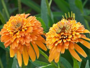 Jeżówka purpurowa (Echinacea) Marmalade zdjęcie 1