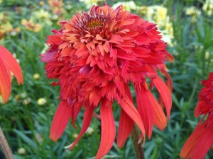 Jeżówka purpurowa (Echinacea) Hot Papaya zdjęcie 1