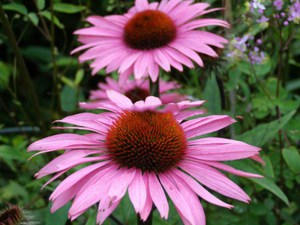 Jeżówka purpurowa (Echinacea) Profusion zdjęcie 1