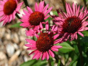 Jeżówka purpurowa (Echinacea) Vintage Vine zdjęcie 1