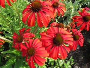 Jeżówka (Echinacea) Tomato Soup zdjęcie 1