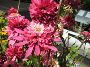 Jeżówka purpurowa (Echinacea) Southern Belle zdjęcie 1