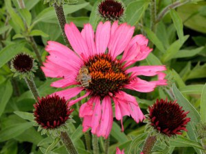 Jeżówka purpurowa (Echinacea) Pink Passion zdjęcie 1