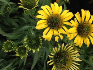 Jeżówka purpurowa (Echinacea) Cleopatra zdjęcie 1