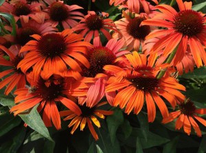 Jeżówka purpurowa (Echinacea) Orange Skipper zdjęcie 1