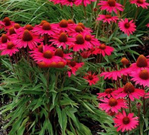 Jeżówka purpurowa (Echinacea) Glowing Dream zdjęcie 1