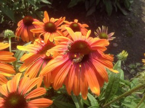 Jeżówka purpurowa (Echinacea) Rainbow Marcella zdjęcie 1