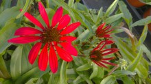 Jeżówka purpurowa (Echinacea) Cinnamon Cupcake zdjęcie 1