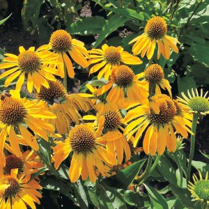 Jeżówka purpurowa (Echinacea) Golden Skipper zdjęcie 1