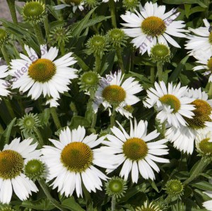 Jeżówka purpurowa (Echinacea) Meditation White zdjęcie 1